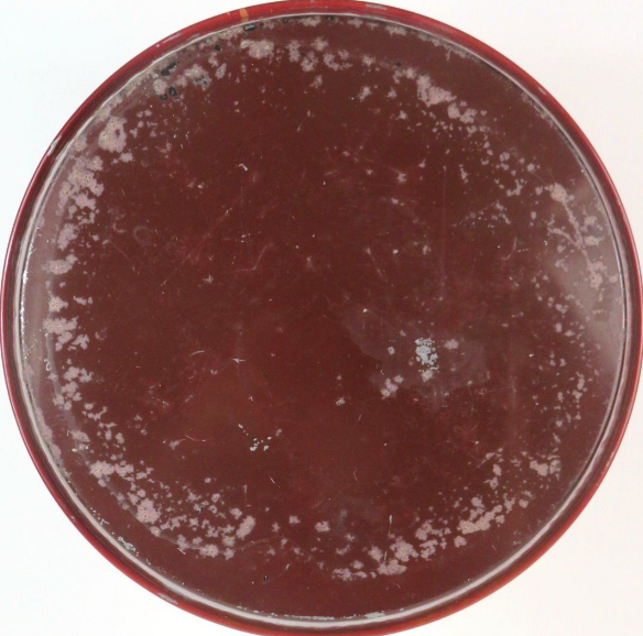 1935 Stegmaier’s Gold Medal Beer/Ale/Porter 12 inch Serving Tray Wilkes-Barre Pennsylvania